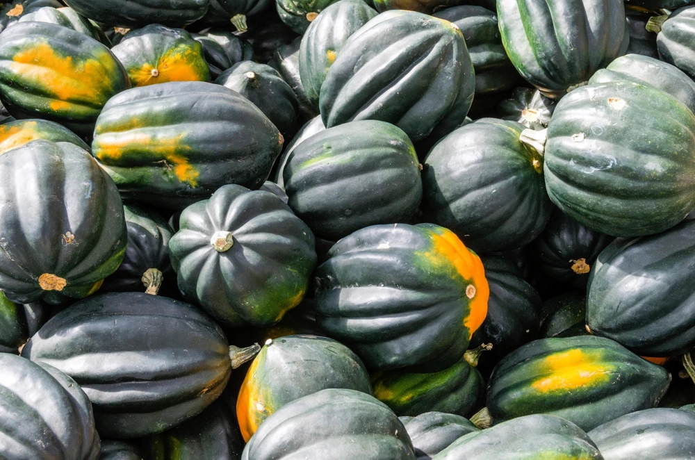 Table Queen Acorn Squash Seeds - 50 Heirloom Vegetable Seeds - Cucurbita Pepo - Image 4