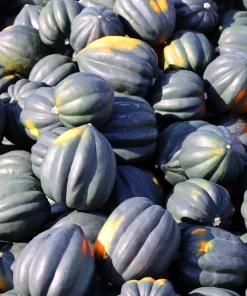 Table Queen Acorn Squash Seeds - 50 Heirloom Vegetable Seeds - Cucurbita Pepo - Image 5
