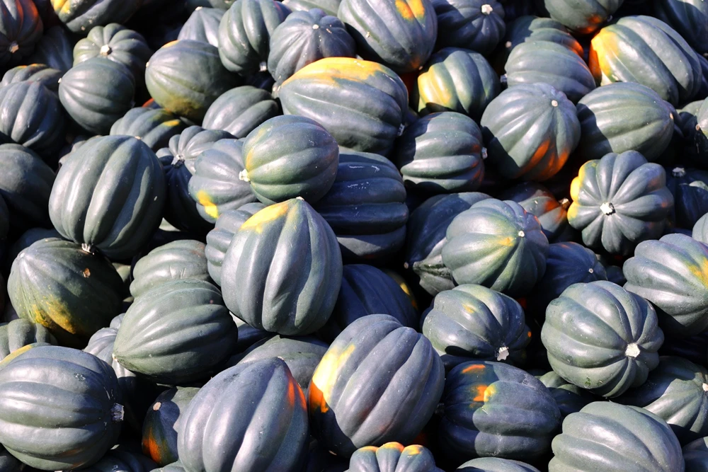 Table Queen Acorn Squash Seeds - 50 Heirloom Vegetable Seeds - Cucurbita Pepo - Image 5