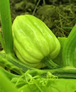 Table Queen Acorn Squash Seeds - 50 Heirloom Vegetable Seeds - Cucurbita Pepo - Image 6