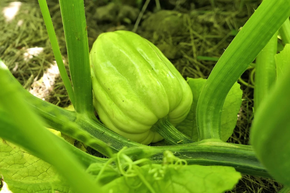 Table Queen Acorn Squash Seeds - 50 Heirloom Vegetable Seeds - Cucurbita Pepo - Image 6
