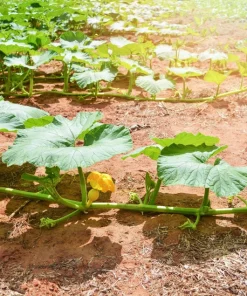 Table Queen Acorn Squash Seeds - 50 Heirloom Vegetable Seeds - Cucurbita Pepo - Image 7