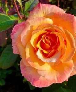 Tahitian Sunset Rose Bush Live Plant - Fragrant Heirloom Climbing Rose 4-6" Tall Outdoor - Image 2