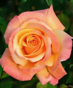 Tahitian Sunset Rose Bush Live Plant - Fragrant Heirloom Climbing Rose 4-6