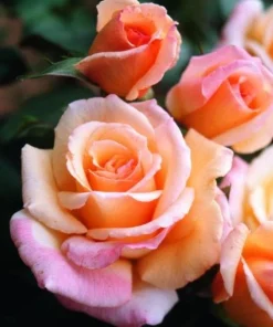 Tahitian Sunset Rose Bush Live Plant - Fragrant Heirloom Climbing Rose 4-6