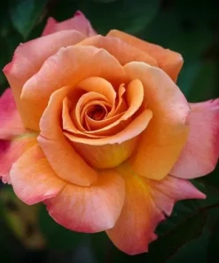 Tahitian Sunset Rose Bush Live Plant - Fragrant Heirloom Climbing Rose 4-6