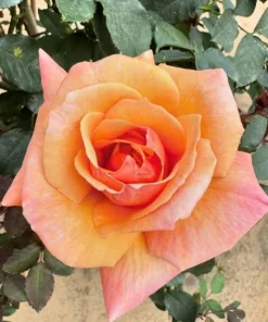 Tahitian Sunset Rose Bush Live Plant - Fragrant Heirloom Climbing Rose 4-6