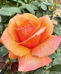 Tahitian Sunset Rose Bush Live Plant - Fragrant Heirloom Climbing Rose 4-6