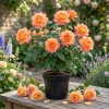 Tahitian Sunset Rose Bush Live Plant - Fragrant Heirloom Climbing Rose 4-6" Tall Outdoor - Image 1