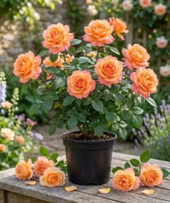 Tahitian Sunset Rose Bush Live Plant - Fragrant Heirloom Climbing Rose 4-6" Tall Outdoor - Image 1