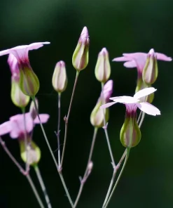 Tall Soapwort Seeds - 250 Pink Prairie Carnation Flower Seeds for Sun Gardens - Image 2