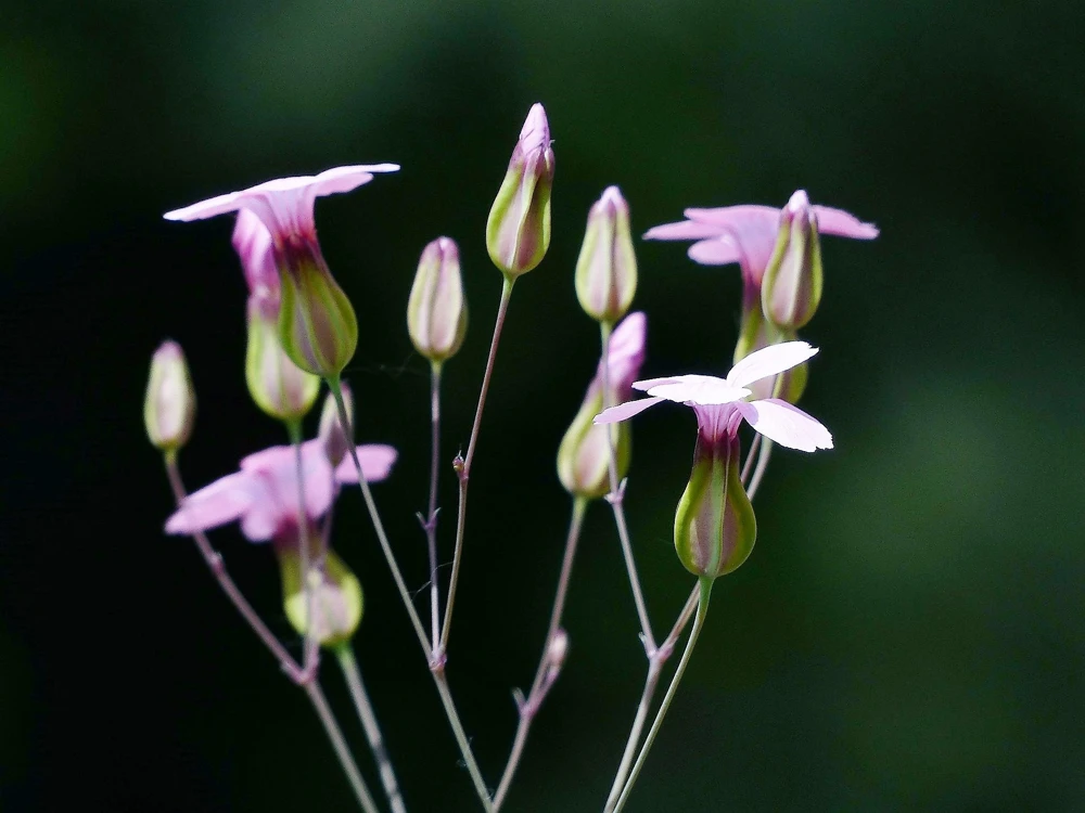 Tall Soapwort Seeds - 250 Pink Prairie Carnation Flower Seeds for Sun Gardens - Image 2