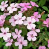 Tall Soapwort Seeds - 250 Pink Prairie Carnation Flower Seeds for Sun Gardens - Image 1