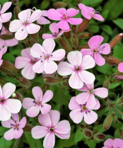 Tall Soapwort Seeds - 250 Pink Prairie Carnation Flower Seeds for Sun Gardens - Image 1