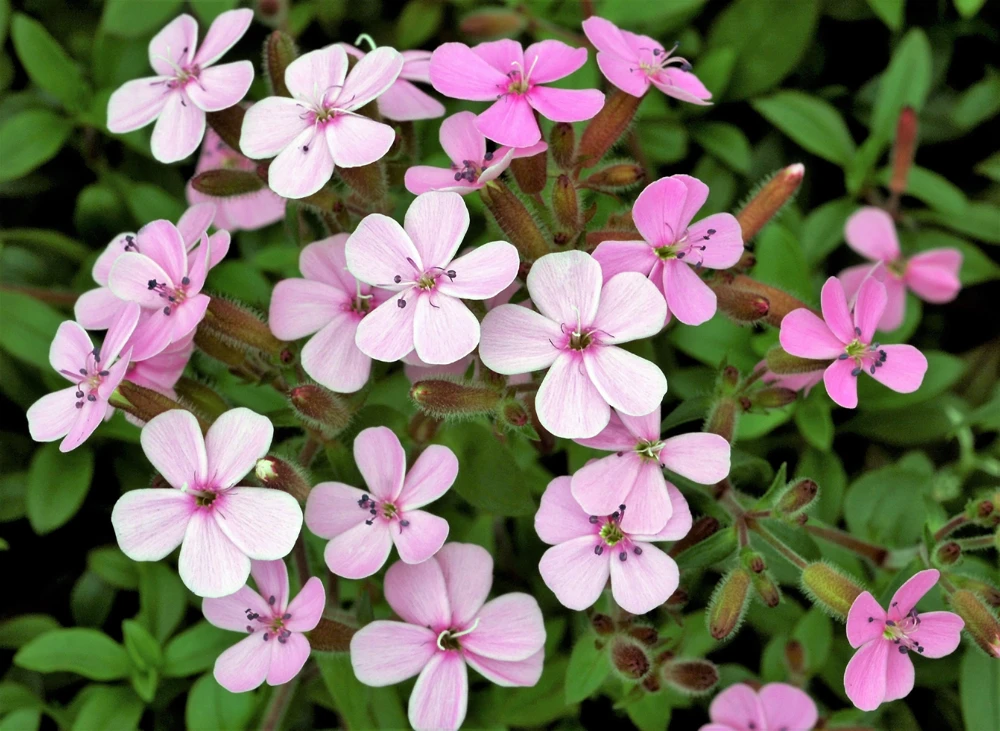 Tall Soapwort Seeds - 250 Pink Prairie Carnation Flower Seeds for Sun Gardens - Image 1