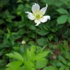 Tall Thimbleweed Live Plant - Anemone virginiana - Perennial - 3.5" Pot - Image 1