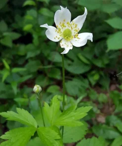 Tall Thimbleweed Live Plant - Anemone virginiana - Perennial - 3.5" Pot - Image 1