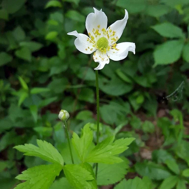 Tall Thimbleweed Live Plant - Anemone virginiana - Perennial - 3.5" Pot - Image 1