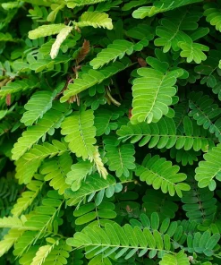 Tamarind Tree Seeds - 5 Seeds Tamarindus Indica for Tropical Fruit - Image 5