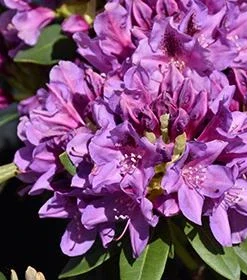 Tapestry Rhododendron Live Plant - Vibrant Purple Flowers - #1 Container - Image 2