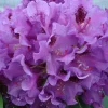 Tapestry Rhododendron Live Plant - Vibrant Purple Flowers - #1 Container - Image 1