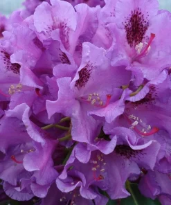 Tapestry Rhododendron Live Plant - Vibrant Purple Flowers - #1 Container - Image 1