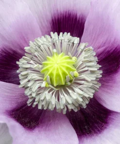 Tasmanian Purple & White Poppy Seeds - Papaver Somniferum - 350 Seeds - Image 10