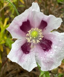 Tasmanian Purple & White Poppy Seeds - Papaver Somniferum - 350 Seeds - Image 11