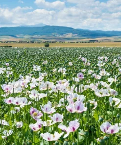 Tasmanian Purple & White Poppy Seeds - Papaver Somniferum - 350 Seeds - Image 12