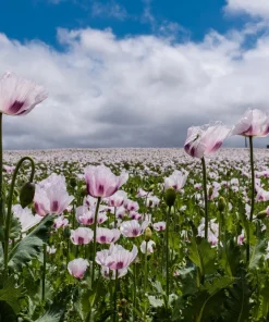 Tasmanian Purple & White Poppy Seeds - Papaver Somniferum - 350 Seeds - Image 2
