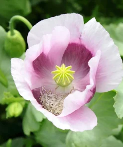 Tasmanian Purple & White Poppy Seeds - Papaver Somniferum - 350 Seeds - Image 3