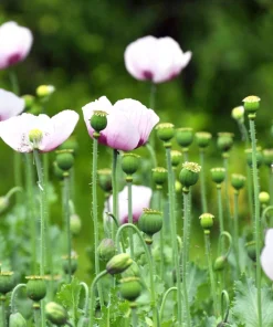 Tasmanian Purple & White Poppy Seeds - Papaver Somniferum - 350 Seeds - Image 4
