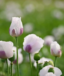 Tasmanian Purple & White Poppy Seeds - Papaver Somniferum - 350 Seeds - Image 5