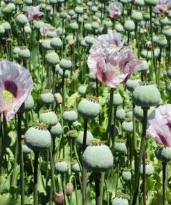 Tasmanian Purple & White Poppy Seeds - Papaver Somniferum - 350 Seeds - Image 6