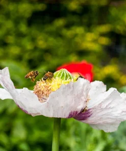 Tasmanian Purple & White Poppy Seeds - Papaver Somniferum - 350 Seeds - Image 7
