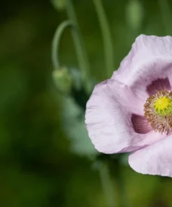 Tasmanian Purple & White Poppy Seeds - Papaver Somniferum - 350 Seeds - Image 8