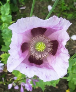 Tasmanian Purple & White Poppy Seeds - Papaver Somniferum - 350 Seeds - Image 9