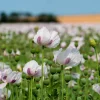 Tasmanian Purple & White Poppy Seeds - Papaver Somniferum - 350 Seeds - Image 1