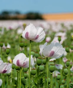 Tasmanian Purple & White Poppy Seeds - Papaver Somniferum - 350 Seeds - Image 1