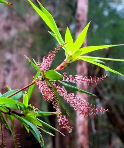 Tassel Flower Shrub Seeds - Red Pink Leucopogon Verticillatus - 50 Seeds - Image 4
