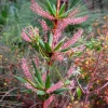 Tassel Flower Shrub Seeds - Red Pink Leucopogon Verticillatus - 50 Seeds - Image 1