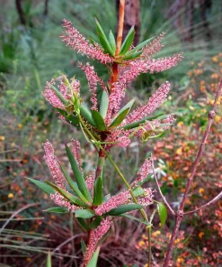Tassel Flower Shrub Seeds - Red Pink Leucopogon Verticillatus - 50 Seeds - Image 1