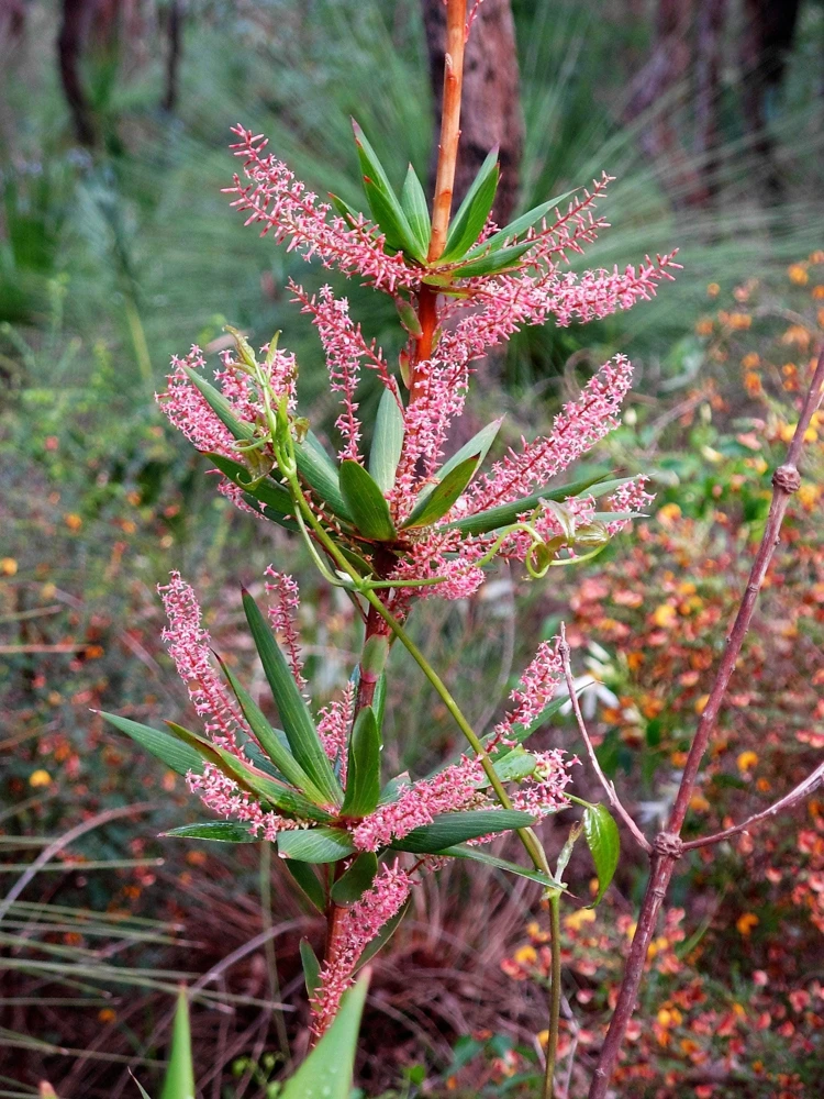Tassel Flower Shrub Seeds - Red Pink Leucopogon Verticillatus - 50 Seeds - Image 1