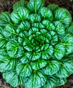 Tatsoi Rosette Pak Choi Cabbage Seeds - 100 Seeds, Tender Asian Green - Image 2