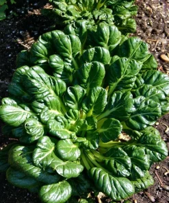 Tatsoi Rosette Pak Choi Cabbage Seeds - 100 Seeds, Tender Asian Green - Image 3