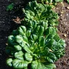 Tatsoi Rosette Pak Choi Cabbage Seeds - 100 Seeds, Tender Asian Green - Image 1