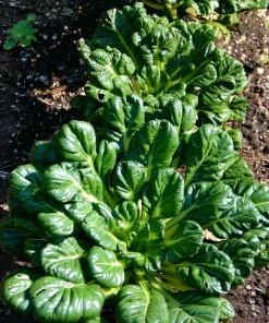 Tatsoi Rosette Pak Choi Cabbage Seeds - 100 Seeds, Tender Asian Green - Image 1