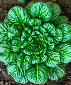Tatsoi Rosette Pak Choi Cabbage Seeds - 100 Seeds, Tender Asian Green - Image 4