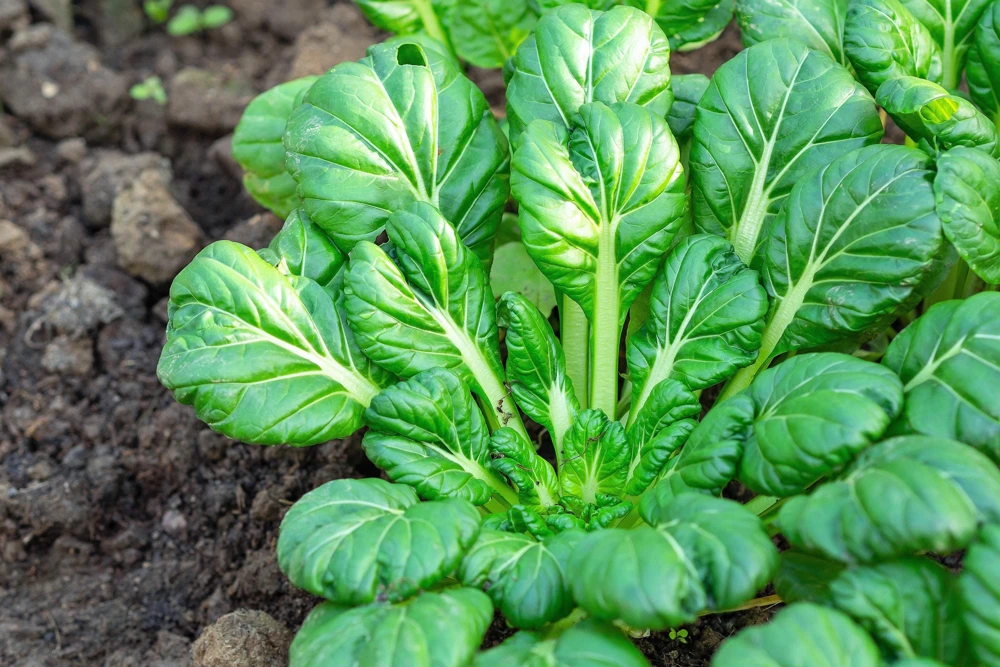 Tatsoi Spinach Mustard Seeds - 1000 Count - Brassica Rapa Rosularis Vegetable Seeds - Image 4