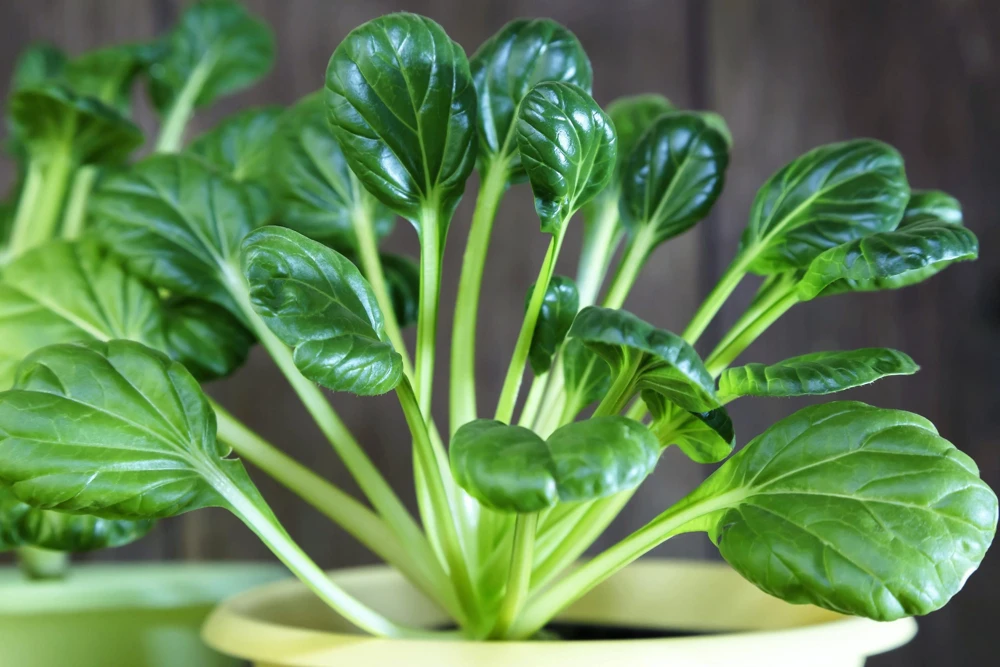 Tatsoi Spinach Mustard Seeds - 1000 Count - Brassica Rapa Rosularis Vegetable Seeds - Image 5